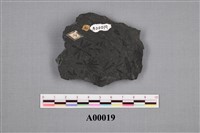 藏品(葉化石)的圖片